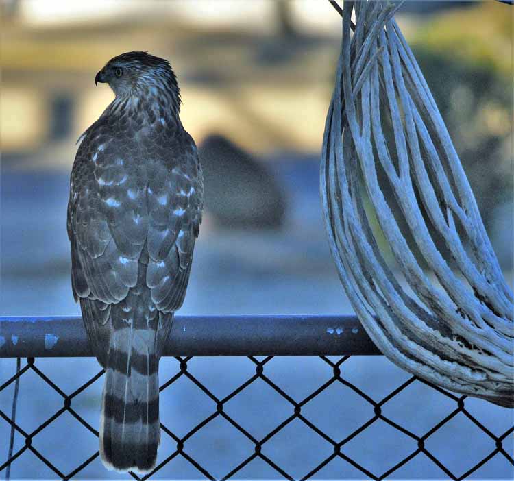 hawk on fence